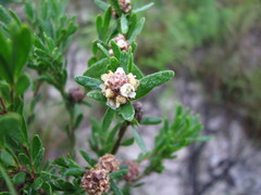 Asteromyrtus lysicephala