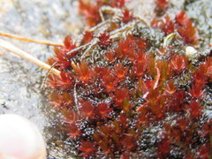 Ptychostomum pallens