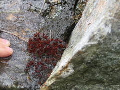 Ptychostomum pallens