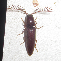 Dicrepidius palmatus