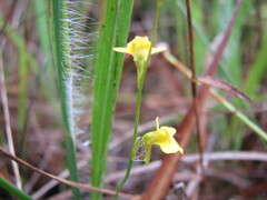 Utricularia chrysantha
