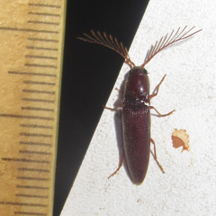 Dicrepidius palmatus