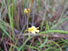 Utricularia chrysantha
