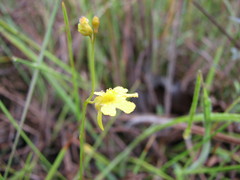 Utricularia chrysantha