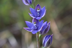 Thelymitra paludosa