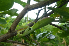 Sphodromantis lineola