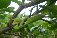 Sphodromantis lineola