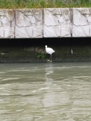 Egretta garzetta