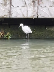 Egretta garzetta