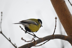 Parus major