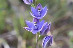 Thelymitra paludosa