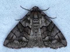 Dysbatus stenodesma