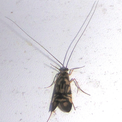 Macrostemum carolina