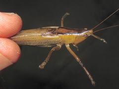 Bucrates malivolans