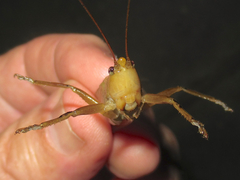 Bucrates malivolans
