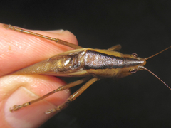 Bucrates malivolans