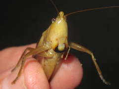 Bucrates malivolans
