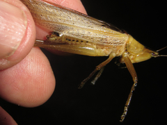 Bucrates malivolans