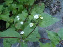 Ageratina rothrockii