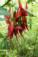 Clianthus