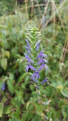 Lobelia gruina
