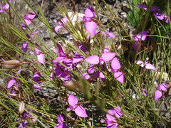 Polygala microlopha