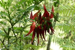 Clianthus