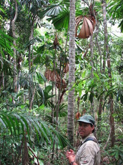 Hydriastele wendlandiana