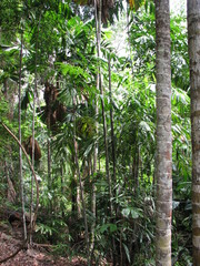 Hydriastele wendlandiana