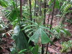 Hydriastele wendlandiana