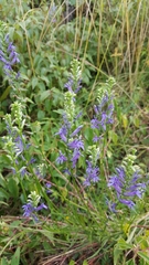 Lobelia gruina