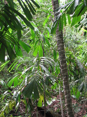 Hydriastele wendlandiana