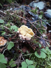Antrodiella citrinella
