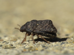 Psacasta tuberculata
