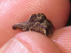 Telamona ampelopsidis