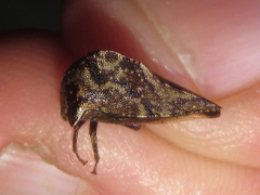 Telamona ampelopsidis