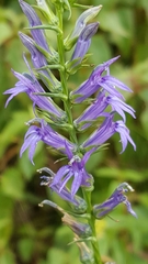 Lobelia gruina
