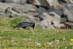 Corvus cornix