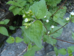 Ageratina rothrockii