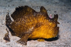 Striated Frogfish photo 1