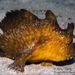 Anglerfishes - Photo (c) stephencoutts, some rights reserved (CC BY-NC)