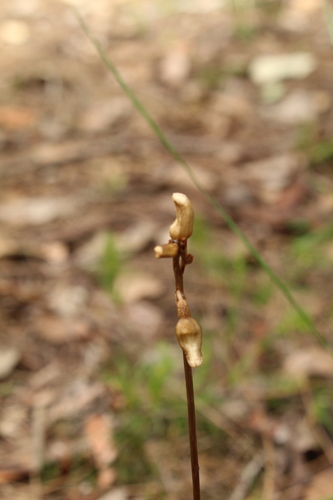 Image of Gastrodia lacista by (c) Em Lamond, some rights reserved (CC BY)