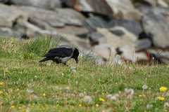 Corvus cornix