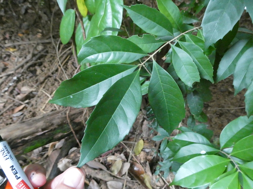 Tetrapilus brachiatus observed 2020-11-27