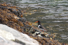Haematopus ostralegus