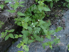 Ageratina rothrockii
