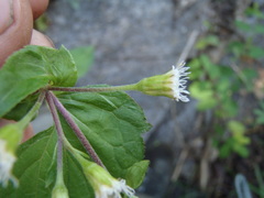 Ageratina rothrockii
