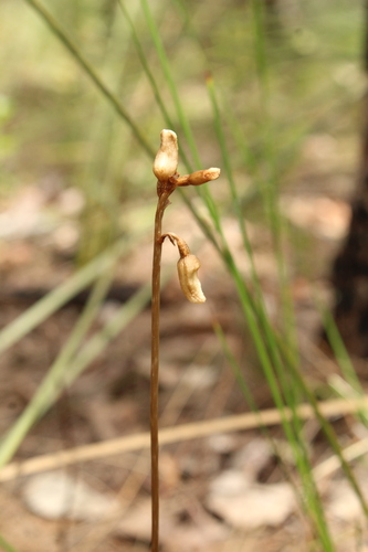 Image of Gastrodia lacista by (c) Em Lamond, some rights reserved (CC BY)