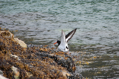 Haematopus ostralegus