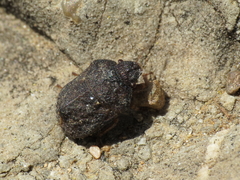 Psacasta tuberculata